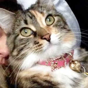 Profile picture - Desiree Lust