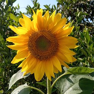 DeuxGold femdom Model - DeuxGold femdom