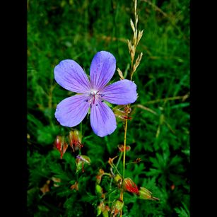 Model - Tanganika nicebody