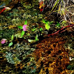 Model - Tanganika greatass