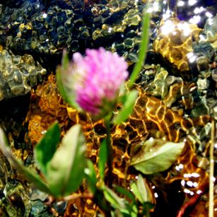 Model - Tanganika mature