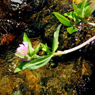 Model - Tanganika greatass