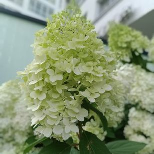 Model - Mila Cary shaved