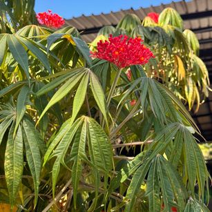 Model - TournerRed pussy