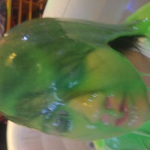 Model - Rainbow Starr Skype ID SpicyLexi  striptease