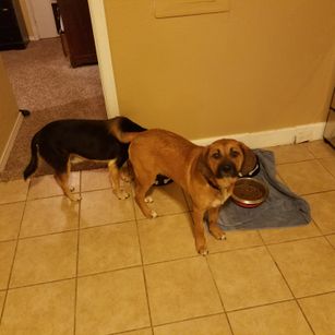 Model - SexyBrownBear 10