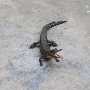 Model - my name is eleviminent