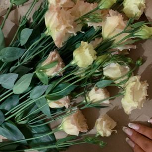 Model - Sofi Puma young