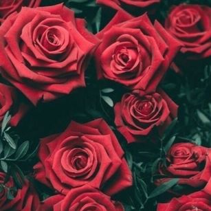 Model - Lorensrosse latina