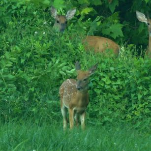 Model - Pebbles milf