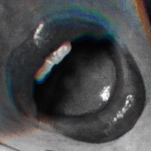 Model - Elisa Happylegs european