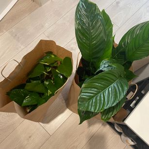 Model - Freaky_Sasha 20