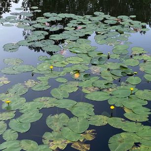 Model - Freaky_Sasha babyface