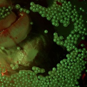 Model - Ket Marz cuckold