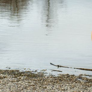 Model - Moist Devil rot