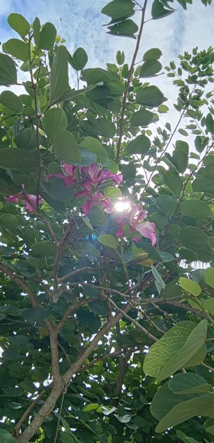 Model - Elaya petite