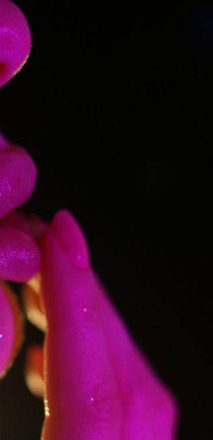 Model - Lady Biscuit blowjob