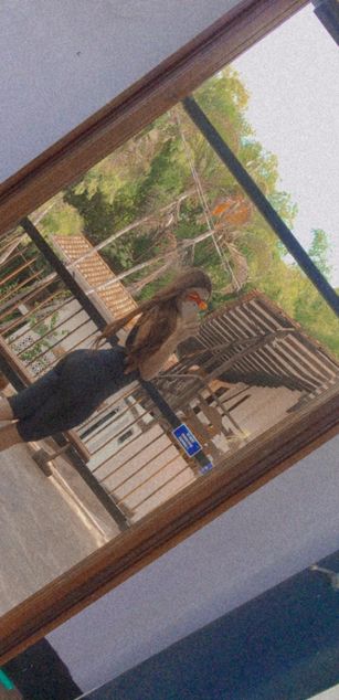 Model - Mileytabs dildo