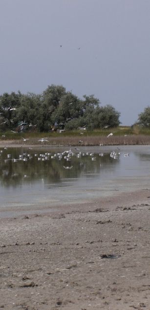 Model - Sweet Charity 2