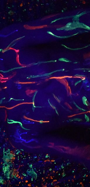 Model - Kata Y Joseph toys