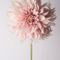Profile picture - Dolores Pirreti