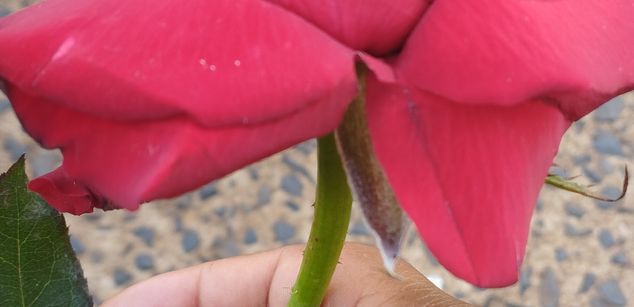 Model - PANTERAHOT cam