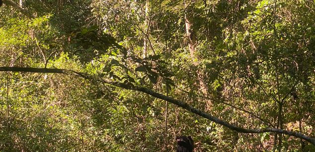 Model - Blauicecream bdsm