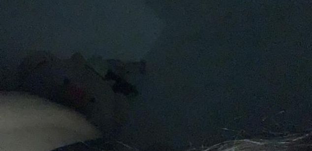 Model - paulette parker young